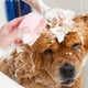 thumbnail image 5 of Teissuly Soft Silicone Pet Brush Take A Bath Rub Back And Shampoo Brush Shampoo Massage Dispenser Grooming Shower Brush Teissuly WER202311217075, 5 of 6