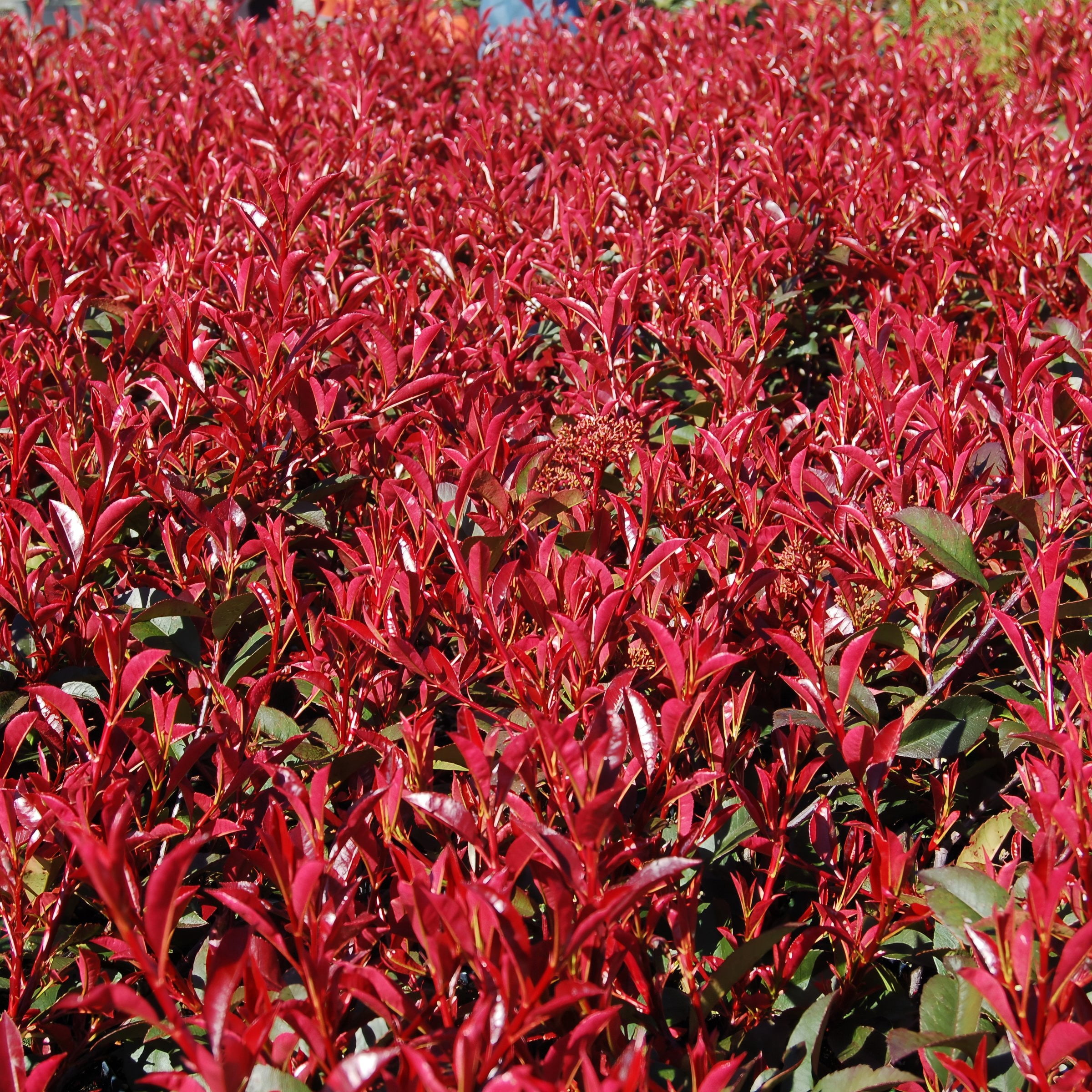 National Plant Network 4 in. Photinia Dynamo Red (16-Pack)