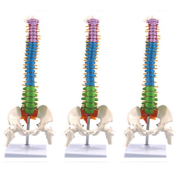 3pcs 45cm with Pelvic Human Anatomical Anatomy Spine Spinal Column Model Teaching Resources for Students