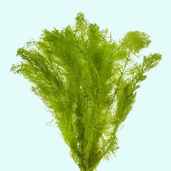 Parrot Feather Live Aquarium Plant, Freshwater Stem Plant Bunch