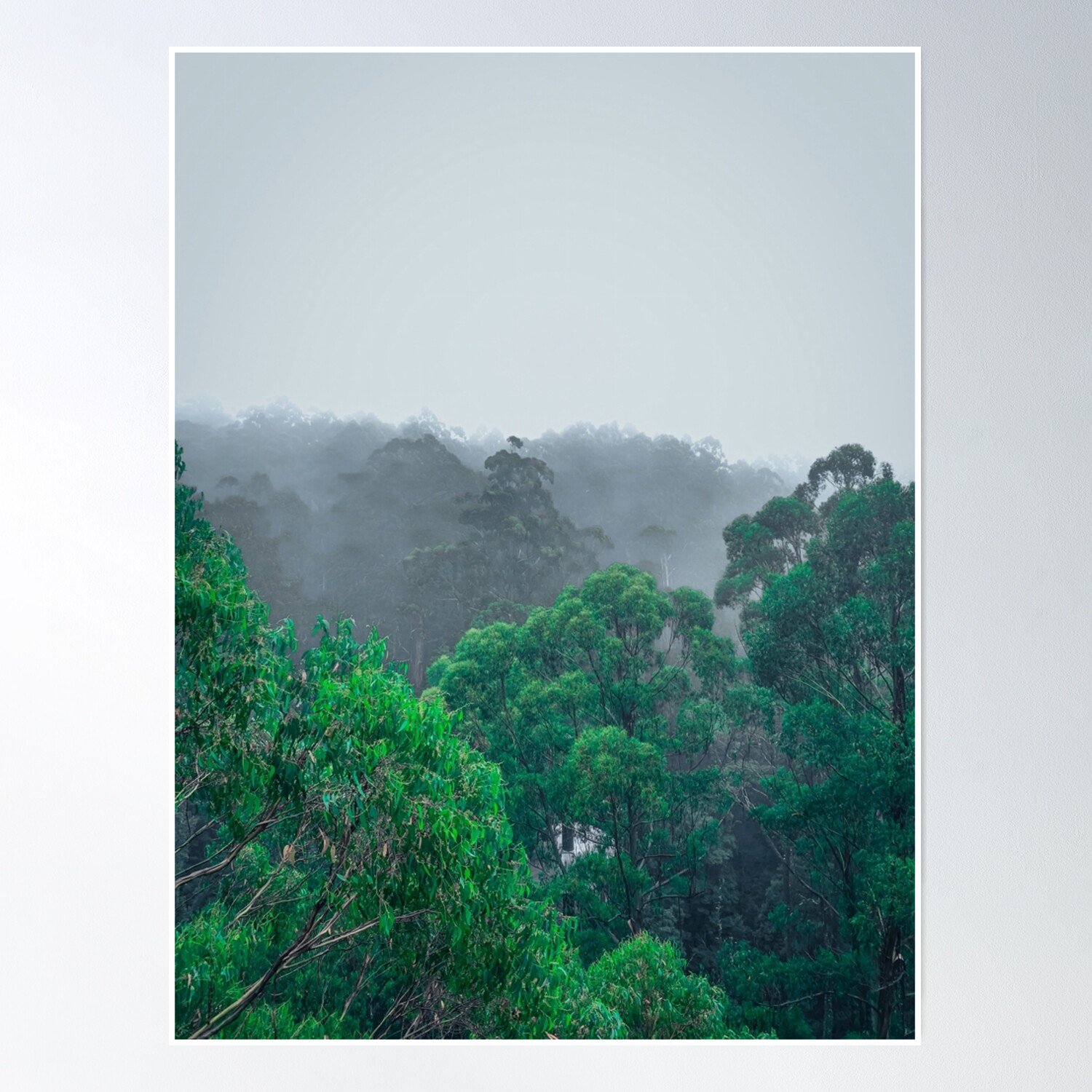 Mystical Eucalyptus Forest In The Morning Mist - Nature Photo Print Otway Treetop Australia Poster Wall Art Modern Wall Decor 16x24 UNFRAMED