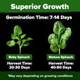 HOME GROWN Bloomsdale Spinach MMF7 Seeds 2 Bulk Packs (Spinacia