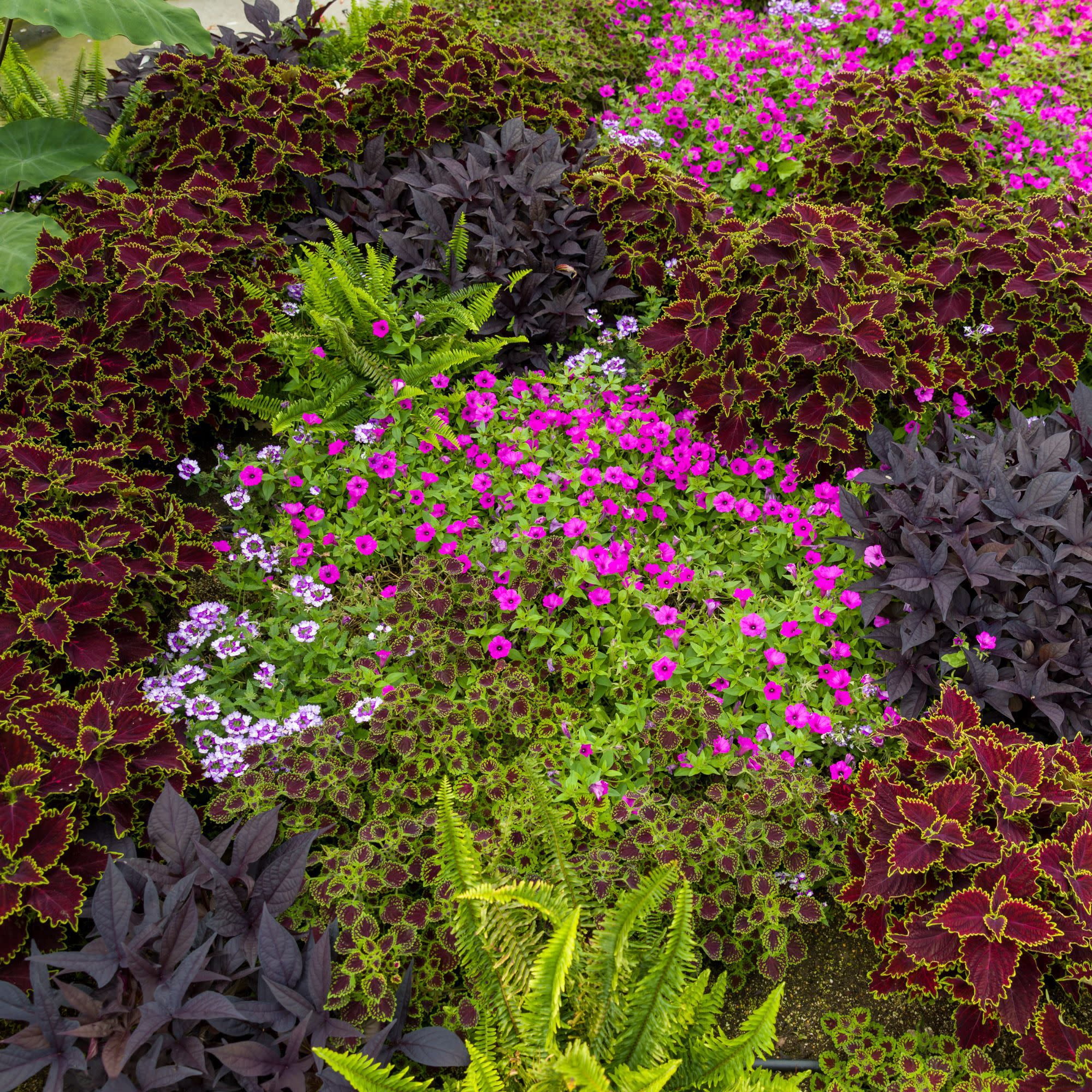 Proven Winners 4" Multicolor ColorBlaze Wicked Witch Coleus Live Plant in 4.25" Pot (4 Count)