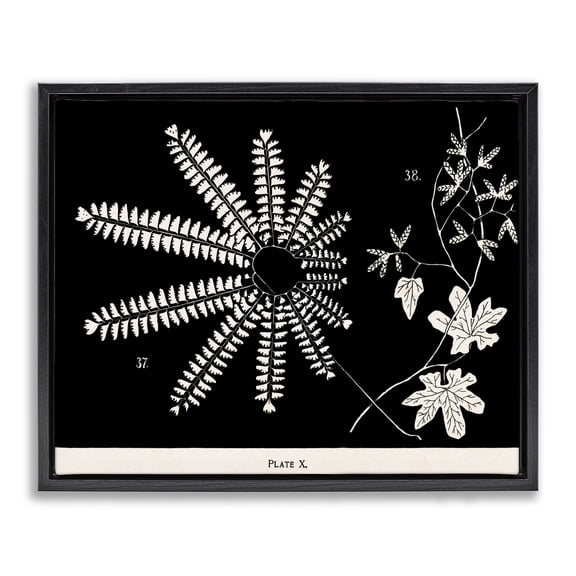 Stupell Industries Traditional Ferns & Leaves on Black Black Floating Frame Canvas Art, 21 x 17, by Phillipa Katz