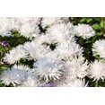 thumbnail image 1 of 30 WHITE NEEDLE ASTER Callistephus Chinensis Unicom Flower Seeds, 1 of 3