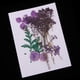 thumbnail image 5 of Flores y hojas secas naturales, adornos para bricoje, decoración del hogar, álbumes de recortes, margaritas pequeñas + gypsophi + Soledad Flores secas prensadas naturales, 5 of 10