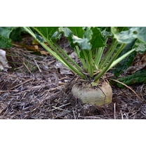 SEED PACK --Sugar Beet 100 Seeds -ALL Natural  -  Quality Vegetable -sustainable garden-See Description