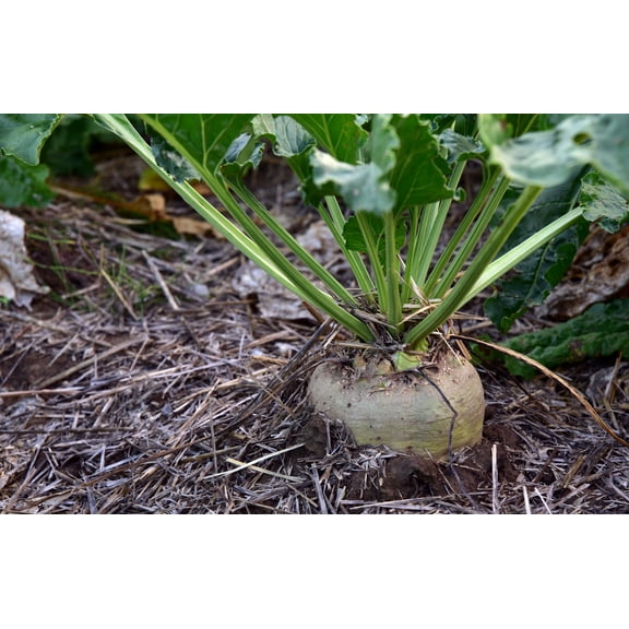 SEED PACK --Sugar Beet 100 Seeds -ALL Natural  -  Quality Vegetable -sustainable garden-See Description