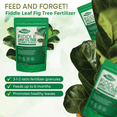PLANTCO Fiddle Leaf Fig Fertilizer Granules Feeds Fig Plants up to 6