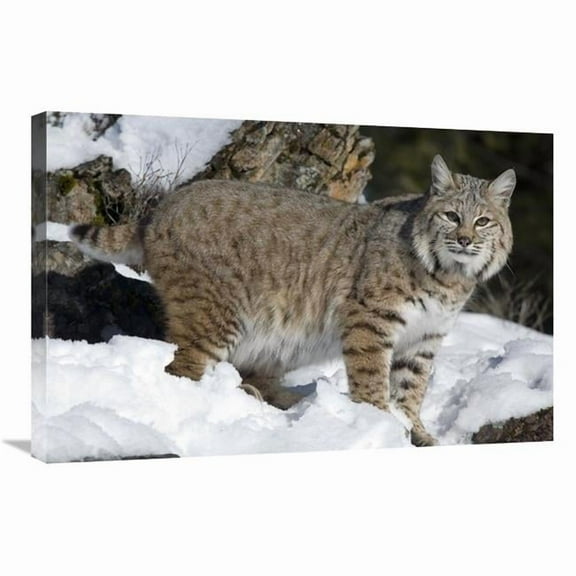 Global Gallery  20 x 30 in. Bobcat in the Snow - Kalispell - Montana Art Print - Matthias Breiter