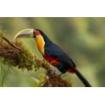 thumbnail image 2 of Galus, Piotr 24x17 Gold Ornate Wood Framed with Double Matting Museum Art Print Titled - Red-Breasted Toucan, 2 of 4