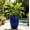Navy Blue, variant on WRXELAN Large Ceramic Planter Pot 21 Inch, Tall Plante Pots Decorative Flower Pot with Diamond Textured Pattern and Drainage for Indoor Outdoor Plants (Cyan)