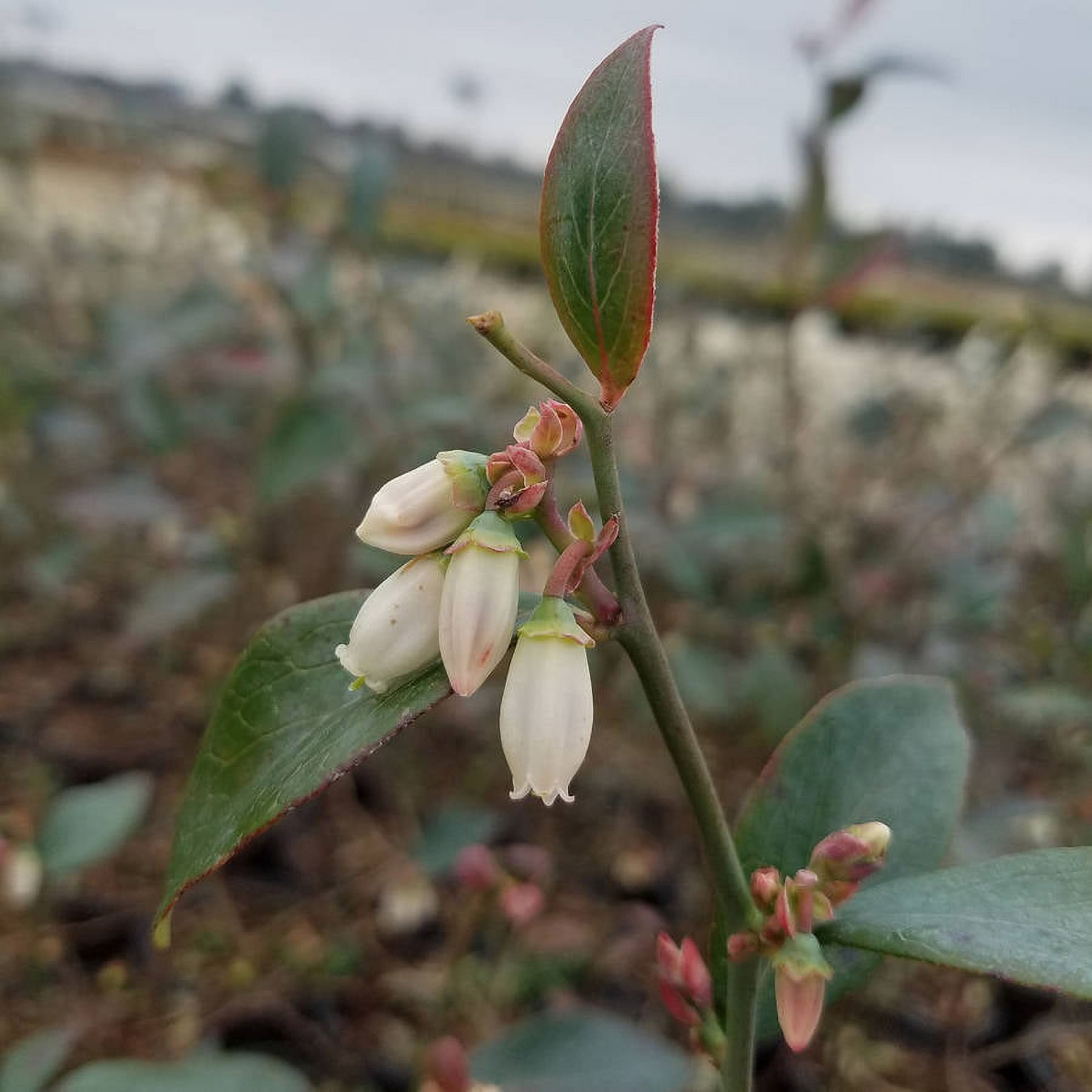 Southern Living Bless Your Heart Blueberry Bush Live Shrub in 2.5-Quart Grower Pot
