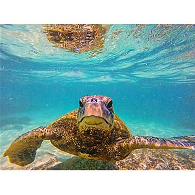 Versattraction'S Kahuna Tapis de Bain - Tortue de Mer 1