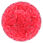 400 Stems of Hot Pink Carnations- Beautiful Fresh Cut Flowers- Express Delivery