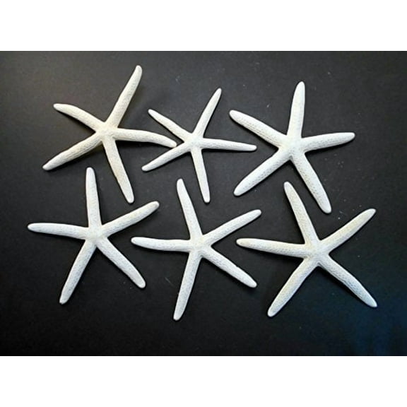 6 White Pencil (Finger) Starfish 5-6" Beach Wedding Nautical Decor Crafts