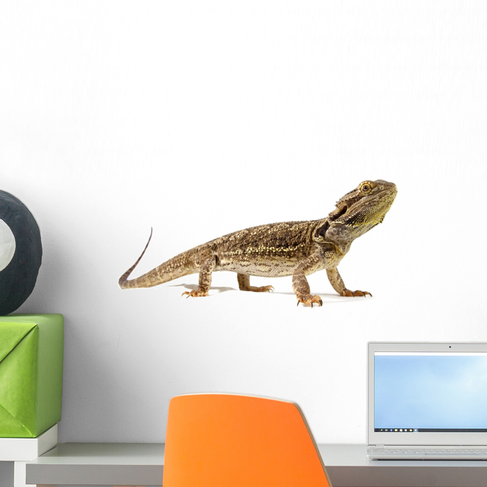 Bearded Dragon Wall Decal Sticker by Wallmonkeys Vinyl Peel and Stick
