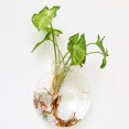 thumbnail image 3 of Coofit 2PCS Glass Vase Creative Wall Mounted Plant Terrarium Flower Vase Flower Pot, 3 of 4