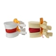 thumbnail image 3 of relayinert PVC Teaching Tool Durable And Reliable Lumbar Vertebrae Model Props Model Effective white 1Set, 3 of 6