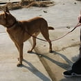 thumbnail image 3 of Leather Dog Training Leash Lead for Dogs or General Obedience in The Backyard, 3 of 5