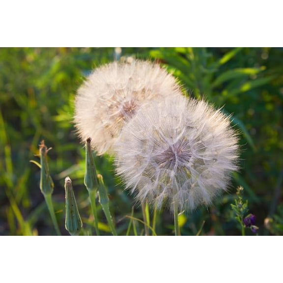 Salsify Seeds (100 Seeds) - Non-GMO Root Vegetable - White Salsify, Goatsbeard, Vegetable Oyster