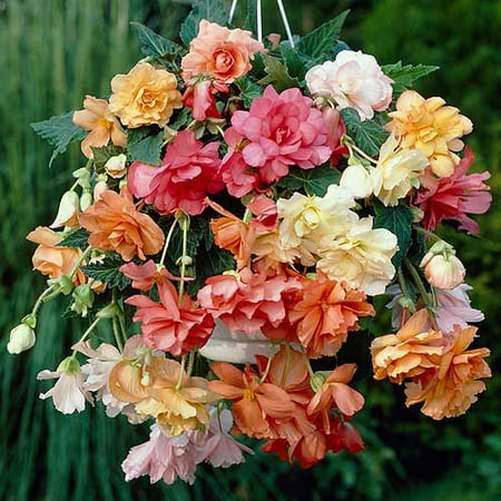 Bloomsz Begonia Pastel Hanging Basket Flower Bulbs, Mixed, 5 pk