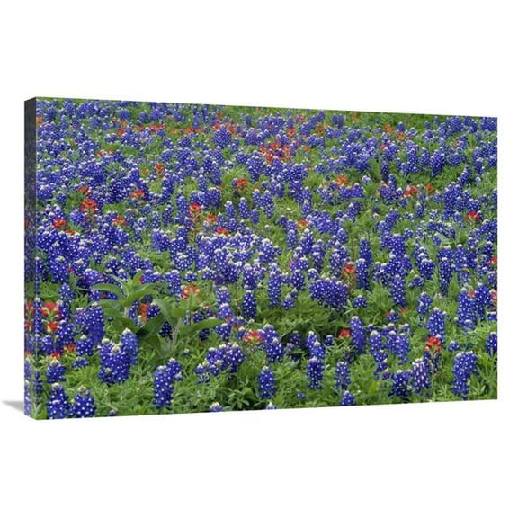 24 x 36 in. Hill Country Wildflowers Including Sand Bluebonnets & Paintbrush, Texas Art Print - Tim Fitzharris