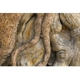 thumbnail image 2 of Paulson, Don 32x23 Black Ornate Wood Framed with Double Matting Museum Art Print Titled - California, Inyo NF Gnarled pine tree trunk, 2 of 4