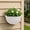 White, variant on Half Round Wall Mounted Plastic Flower Pot, Hydroponic Home Decorative Planter for Garden Yard, Brown