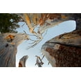 thumbnail image 2 of Jones, Adam 24x17 White Modern Wood Framed Museum Art Print Titled - Upward view of twisted pine trees-Tuolumne Meadows-Yosemite National Park-California, 2 of 4