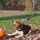 thumbnail image 5 of Fiudx Disfraz de Halloween para Mascota, Diseño de Arma Divertido, Ligero y Ajustable, Apto para Perros, Perfecto para Fiestas, Varios Tamaños, Seguro y Duradero, Talla de Pecho de 23,6 a 26 Pulgadas, 5 of 6