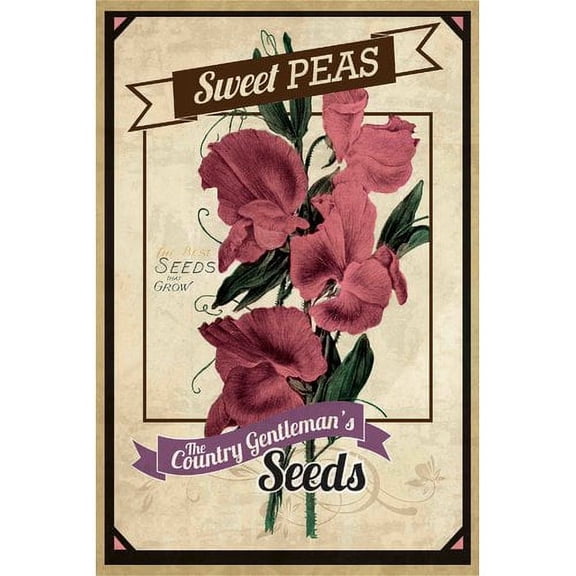 "Flower Packet Sweet Peas" Painting Print on Wrapped Canvas