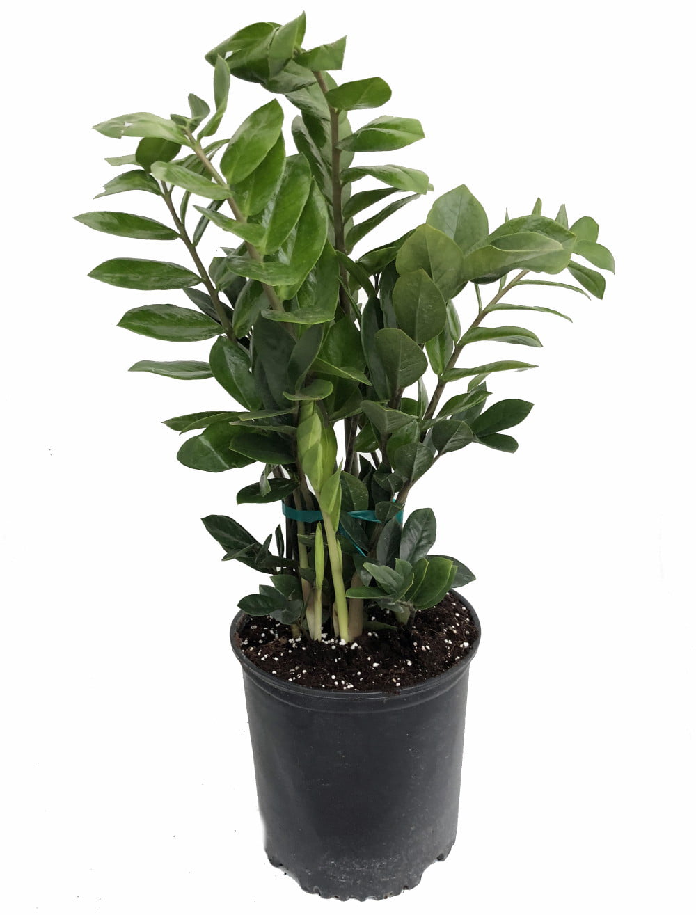 Rare ZZ Plant - Zamioculcas zamiifolia - Hardy House Plant - 8