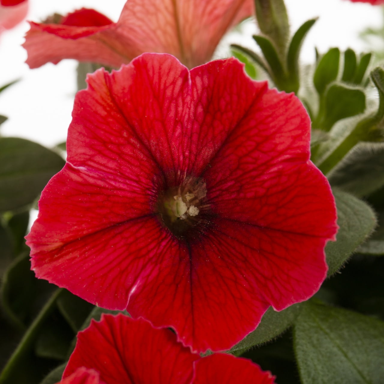 Wave 1.5PT Red Petunia Live Annual Plant Sun 5-Pack