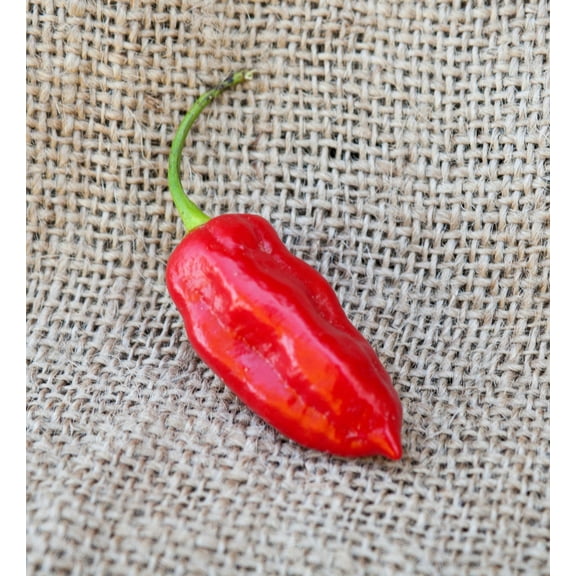 Tiger Teeth Hot Pepper Premium Seeds Packet