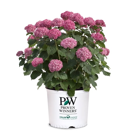 Proven Winners ColorChoice Invincibelle Mini Mauvette Hydrangea Live Shrub (2 Gallon)