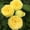 D, variant on Perennial Fragrant - Bare Root Rose - Easy Care / Low Maintenance - Ideal for Garden, Plant Hangers