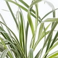 thumbnail image 5 of Aztec Grass - 1 Live Quart Size Plant - Variegated Liriope - Ophiopogon Intermedius Argenteomarginatus, 5 of 6