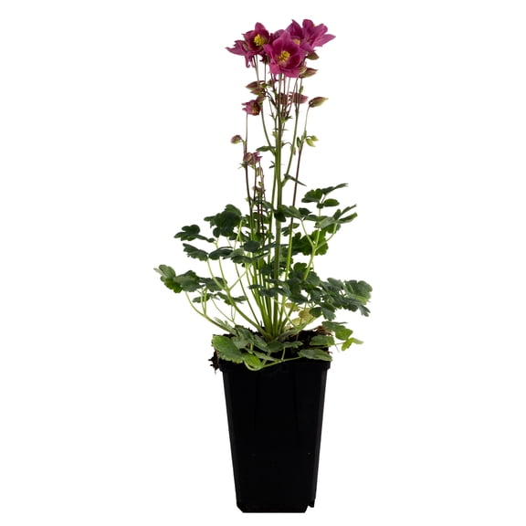 Expert Gardener Outdoor Live Plant Aquilegia Columbine Winky Rose Pink 1QT, Partial Shade