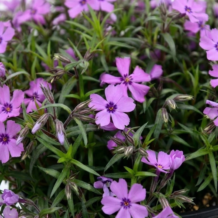 Expert Gardener Outdoor Live Plant Creeping Phlox Purple Beauty