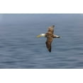thumbnail image 2 of Jones, Adam 14x11 Black Ornate Wood Framed with Double Matting Museum Art Print Titled - Waved albatross flying-Espanola Island-Galapagos Islands-Ecuador, 2 of 4