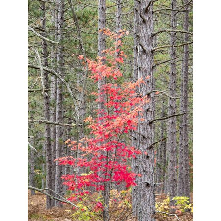 Michigan, Upper Peninsula. Fall Foliage and Pine Trees in the Forest Print Wall Art By Julie