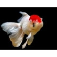 thumbnail image 5 of PREMIUM GOLDFISH FLAKE FOOD!! - TOP SHELF - PERFECT FOR KOI AND GOLDFISH!!! AFI...4oz, 5 of 5
