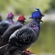 thumbnail image 4 of 6 Piezas Sombreros de Pollo para Gallinas Mascotas Pequeñas Accesorios Divertidos para Pollo Sombrero de Plumas con Elástico Ajustable, 4 of 7