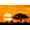 Unframed, variant on Art.com Silhouette of Trees in Forest at Dusk, Ndutu, Ngorongoro Conservation Area, Tanzania Photographic Print, 18" x 12"