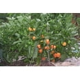 thumbnail image 2 of Habanero Pepper Plant - Non-GMO - Two (2) Live Plants - Not Seeds - Each 3" to 7" Tall - In 3.5 Inch Pots - Capsicum chinense - Includes Clovers Garden Copyrighted Plant Care Guide, 2 of 6