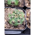 thumbnail image 4 of Gymnocalycium Damsii Variegated Cactus, 4 of 9