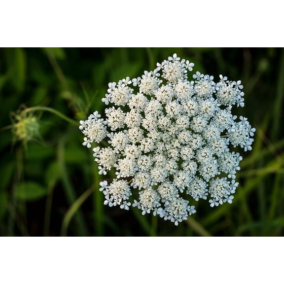 CZ Grain 250 Queen Anne's Lace Plant Seeds, Pollinator Friendly