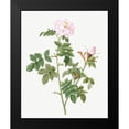 thumbnail image 2 of Redoute, Pierre Joseph 12x14 Black Modern Framed Museum Art Print Titled - Pale pink flower, Rosa orbefsanea, 2 of 5