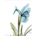 thumbnail image 3 of Koetsier, Albert 15x18 Black Modern Framed Museum Art Print Titled - Iris B76, 3 of 5